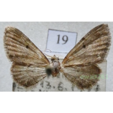 Eupithecia absinthiata (Clerck, 1759) Czech19